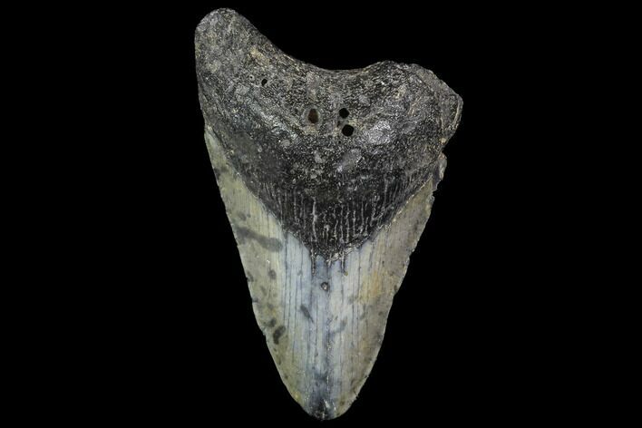 Bargain, Fossil Megalodon Tooth - North Carolina #91668